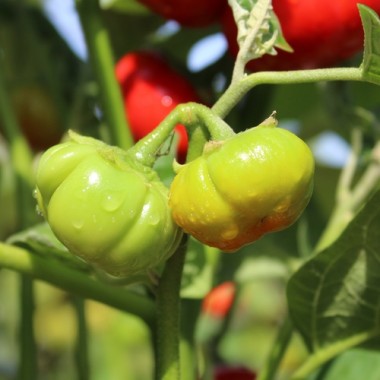 Aubergine Goyo Kumba (Samen)