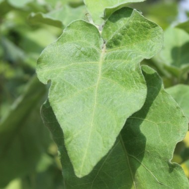Aubergine Green Finger (Samen)