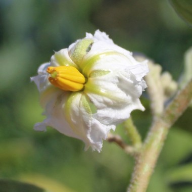 Aubergine Green Finger (Samen)