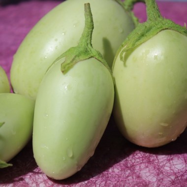 Aubergine Jewel Jade (freilandgeeignet) (Samen)