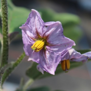 Aubergine Kazakhstan (freilandgeeignet) (Samen)