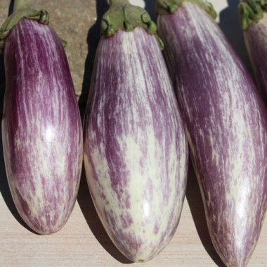 Aubergine Listada de Gandia  (Samen)