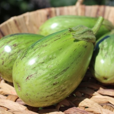Aubergine Manresa Verde (Samen)