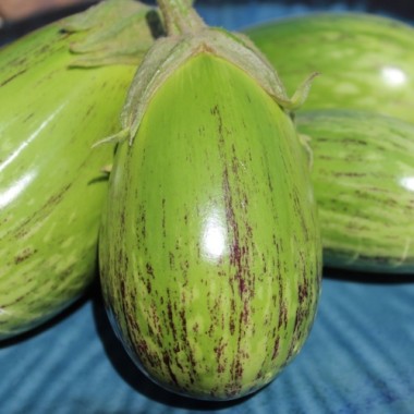 Aubergine Manresa Verde (Samen)