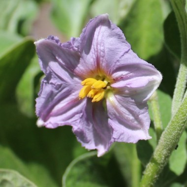 Aubergine Manresa Verde (Samen)
