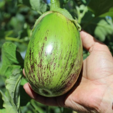 Aubergine Manresa Verde (Samen)
