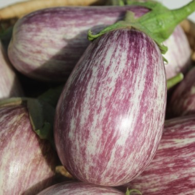 Aubergine Matrosik (Samen)