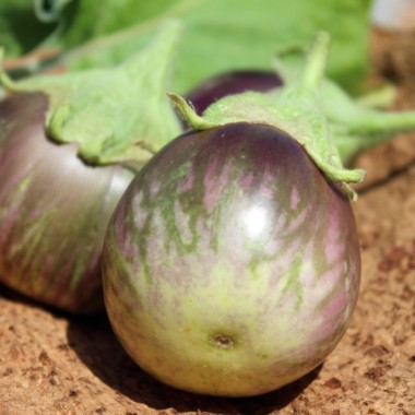 Aubergine Redonda (Samen)