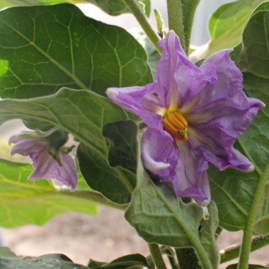 Aubergine Redonda (Samen)