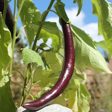 Aubergine Snake of Mugla (Samen)