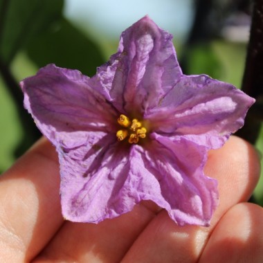 Preview: - Kopie - Kopie - Kopie - Kopie