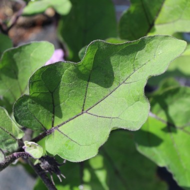 Preview: - Kopie - Kopie - Kopie - Kopie