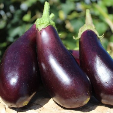 Aubergine Violetta Lunga (Samen)