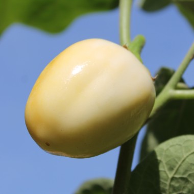 Aubergine Weiße aus Afrika  (Samen)