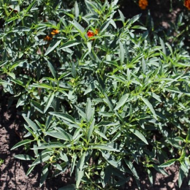 Neu! Ausdauernde Physalis Denver Perennial Ground Cherry (Samen)