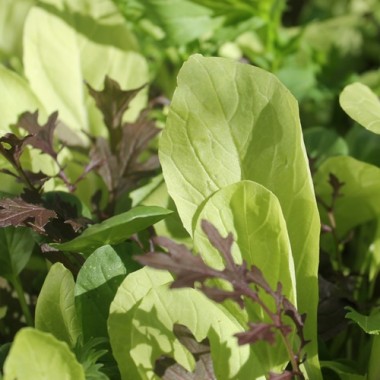 Babyleaf Bright and Spicy (Samen)