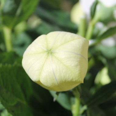 Ballonblume weiß (Samen)