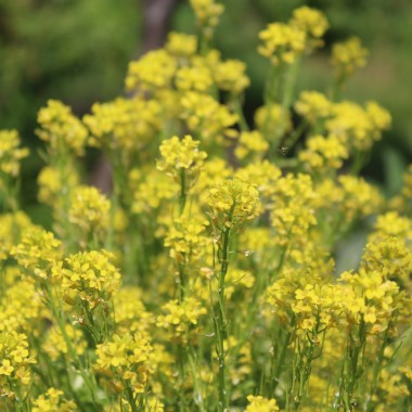Barbarakresse panaschiert (Samen)