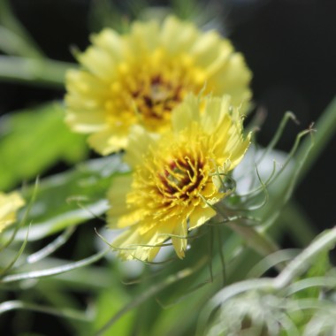 Bartpippau (Samen)