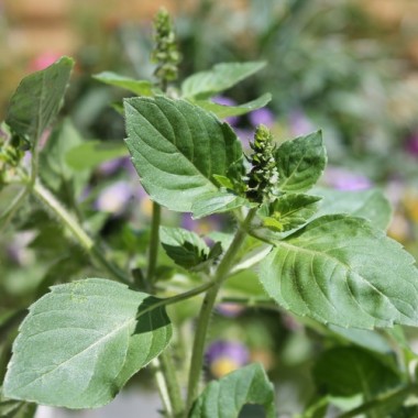 Basilikum Blue Spice (Samen)