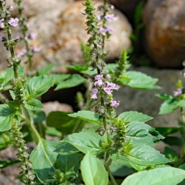 Basilikum Blue Spice (Samen)