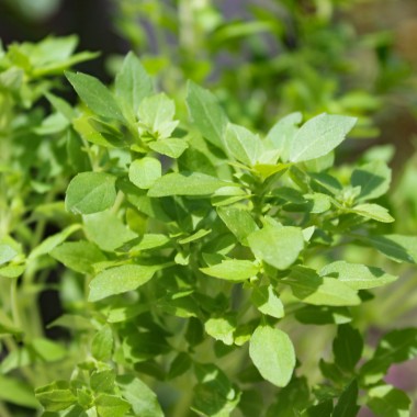Basilikum Fino Verde (Samen)