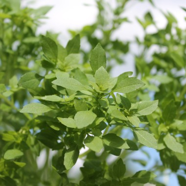 Basilikum Fino Verde (Samen)