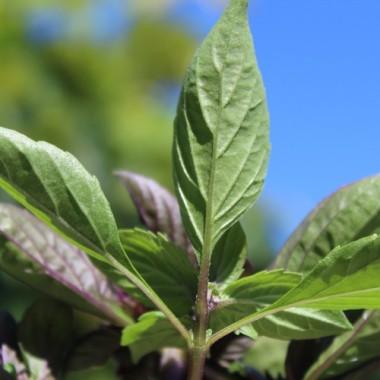 Preview: Basilikum Magical Michael (Samen)