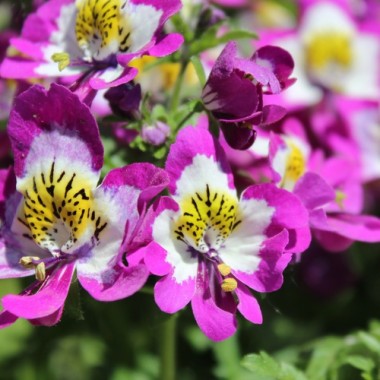 Bauernorchidee Mix (Samen)