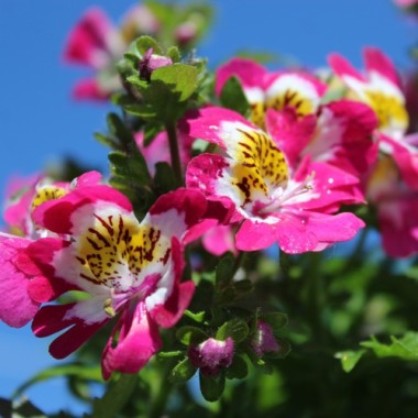 Bauernorchidee Mix (Samen)