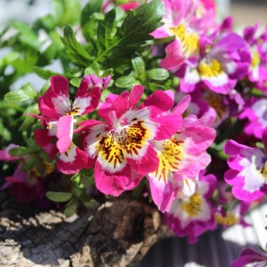 Bauernorchidee Mix (Samen)