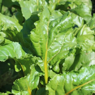 Beete Touchstone Gold (Samen)