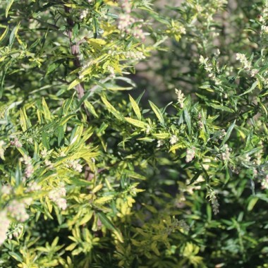 Neu! Beifuß Aureovariegata (Oriental Limelight) (Pflanze)