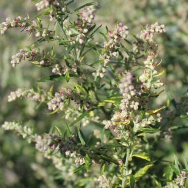 Neu! Beifuß Aureovariegata (Oriental Limelight) (Pflanze)