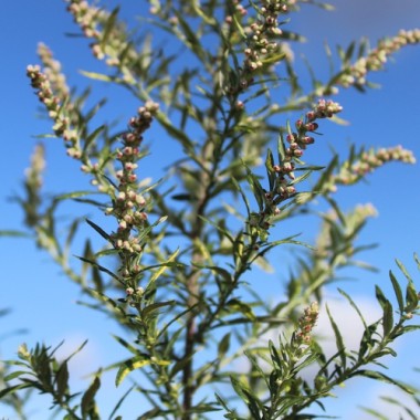 Neu! Beifuß Aureovariegata (Oriental Limelight) (Pflanze)