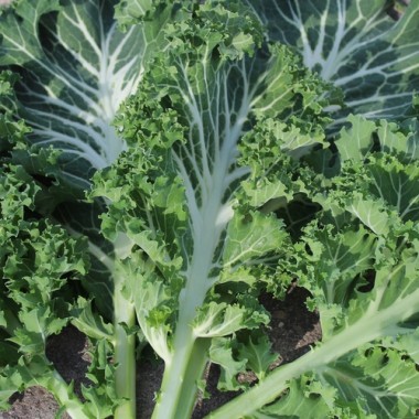 Blattkohl Emerald Ice (Samen)