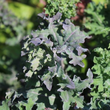 Blattkohl Red Ursa (Samen)
