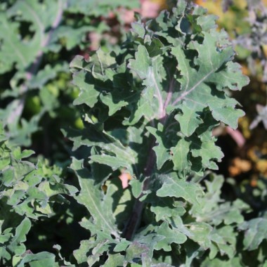 Blattkohl Red Ursa (Samen)