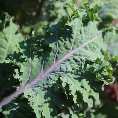 Blattkohl Red Ursa (Samen)