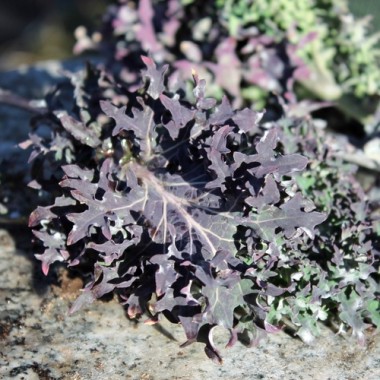 Blattkohl Red Ursa (Samen)