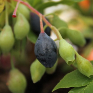 Blaubeere Blautropf (Pflanze)