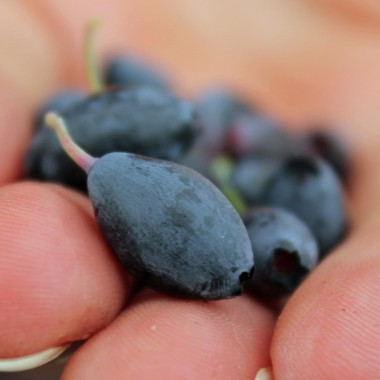 Blaubeere Blautropf (Pflanze)