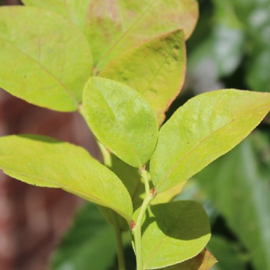 Blaubeere Golden Leaf (Pflanze)