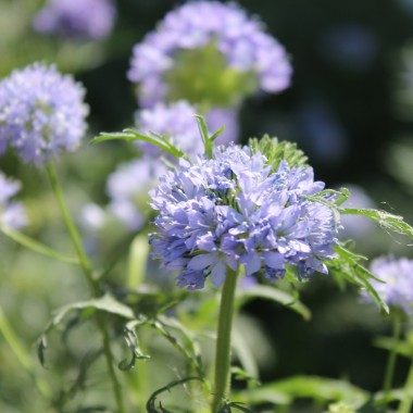 Blaues Sperrkraut (Samen)