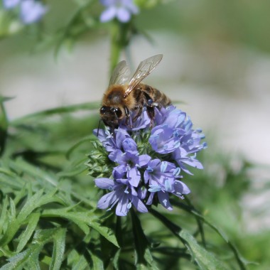 Blaues Sperrkraut (Samen)