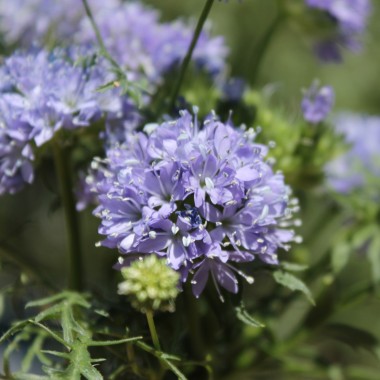 Blaues Sperrkraut (Samen)