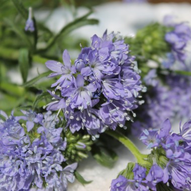 Blaues Sperrkraut (Samen)