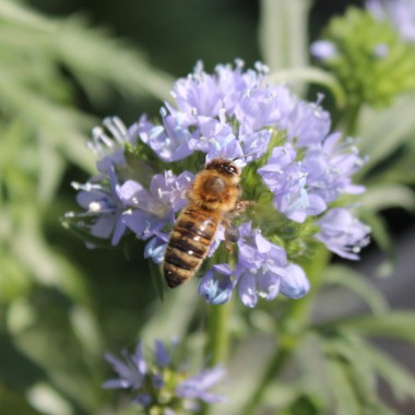Blaues Sperrkraut (Samen)