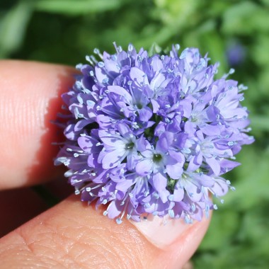 Blaues Sperrkraut (Samen)