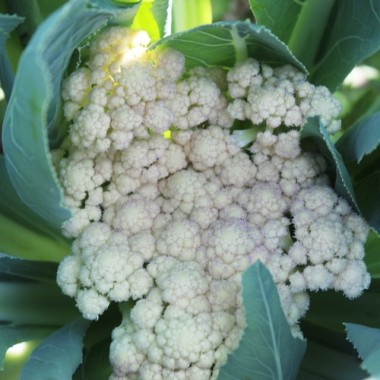 Blumenkohl Herbstriesen (Samen)